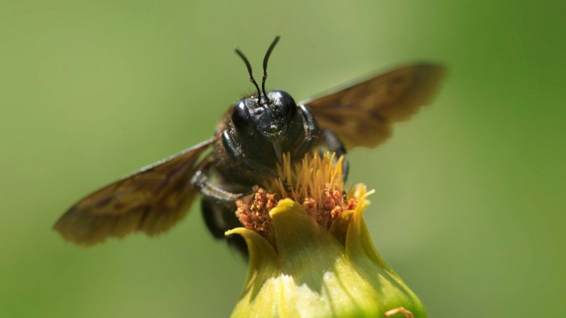 Why Are Male Carpenter Bees Aggressive