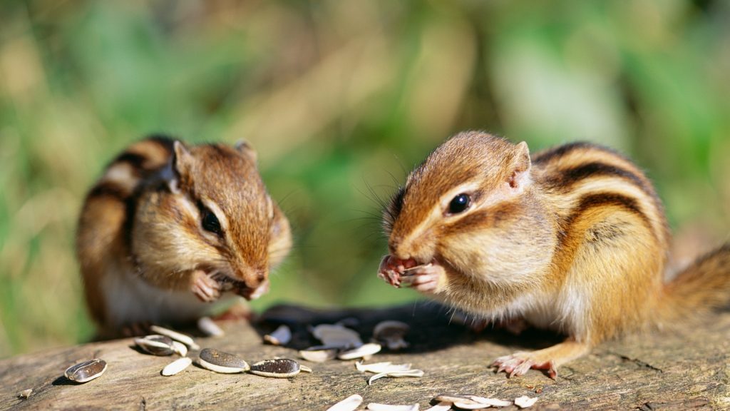 Why Are There So Many Chipmunks on Your Property