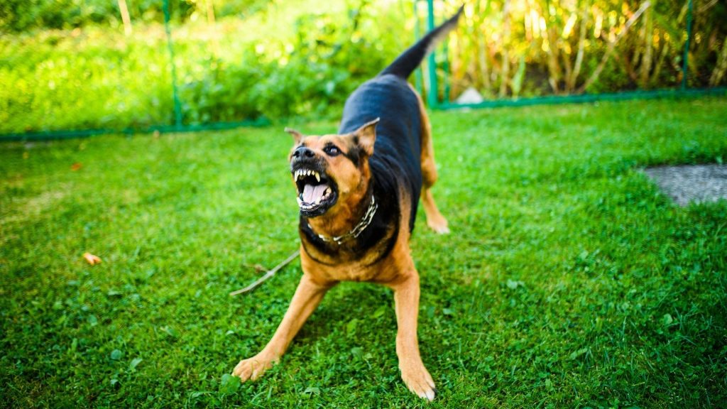 Is It Legal to Shoot a Dog Attacking Your Dog? All You Need to Know