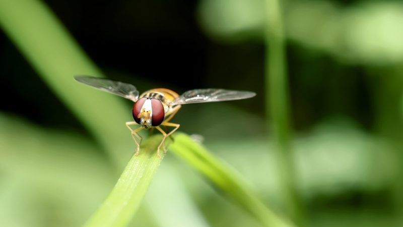 Why Fruit Flies are Not Easy to Eradicate