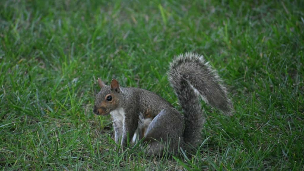 Why Worry About Squirrels in Your Garden