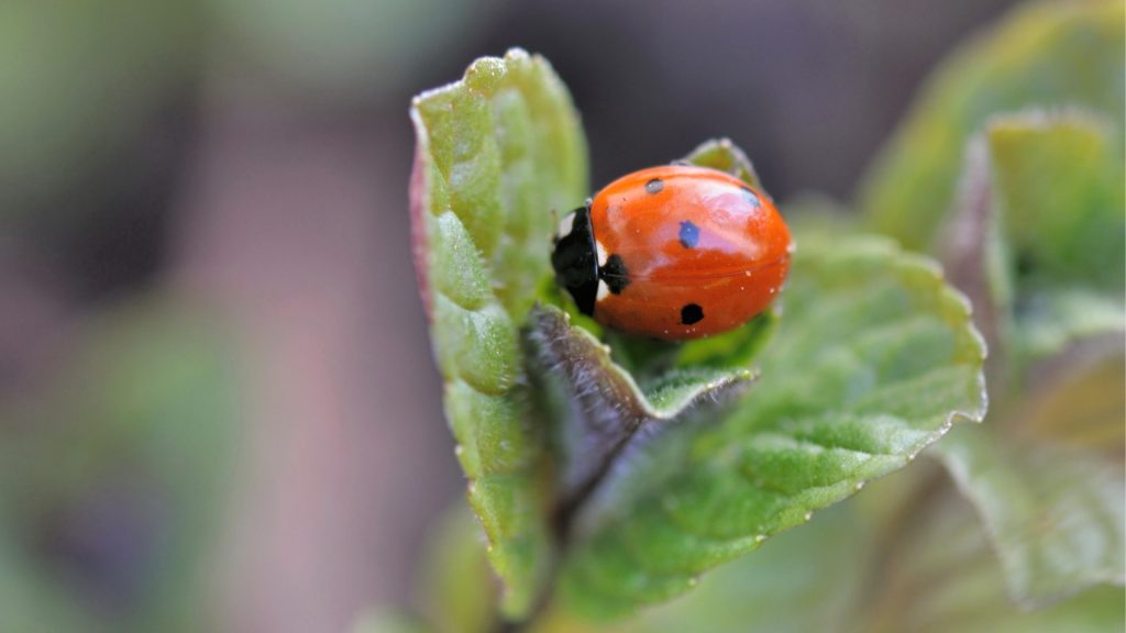Why are Ladybugs Not Pests