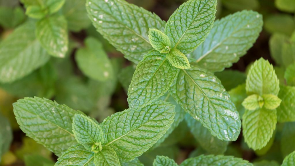 Will Peppermint Plants Keep Wasps Away
