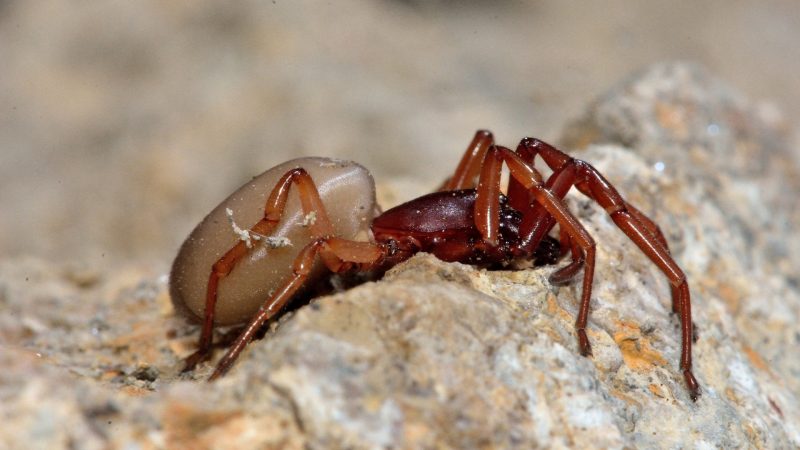 Woodlouse Spider Habitat