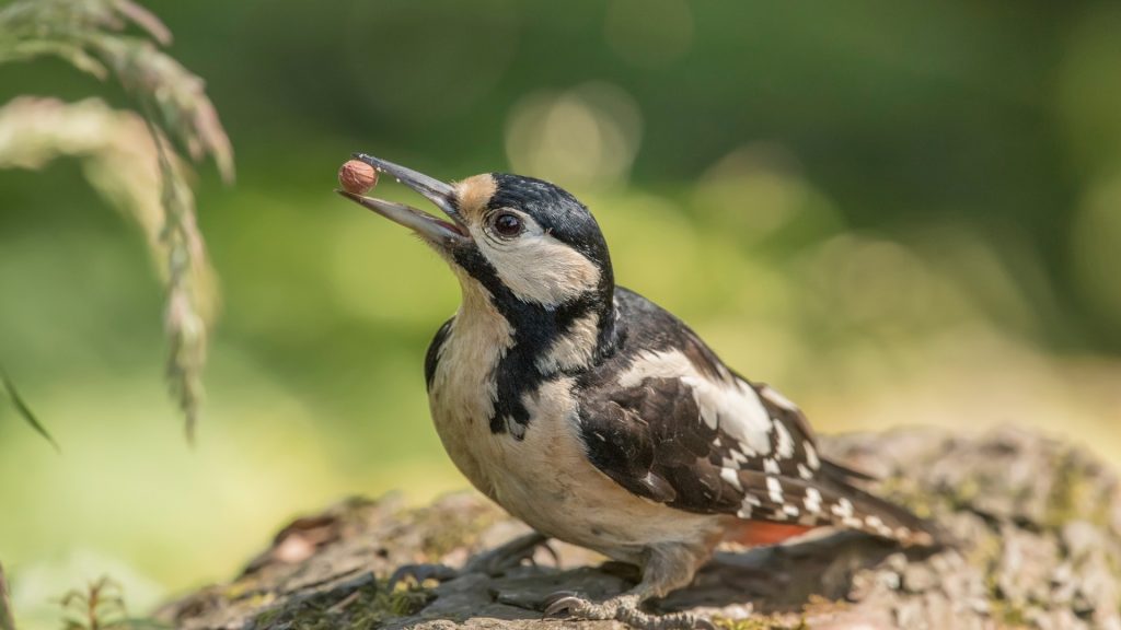 Woodpecker Food