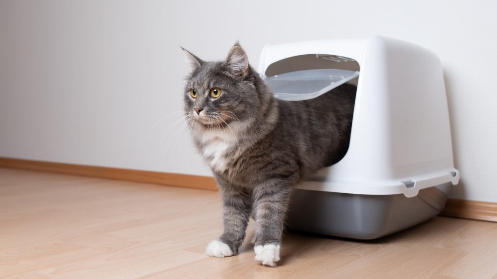 Your cat has problems with the litter box