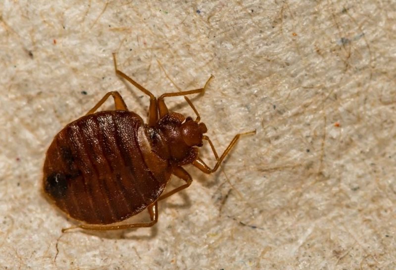 10 Common Bugs Mistaken for Bed Bugs