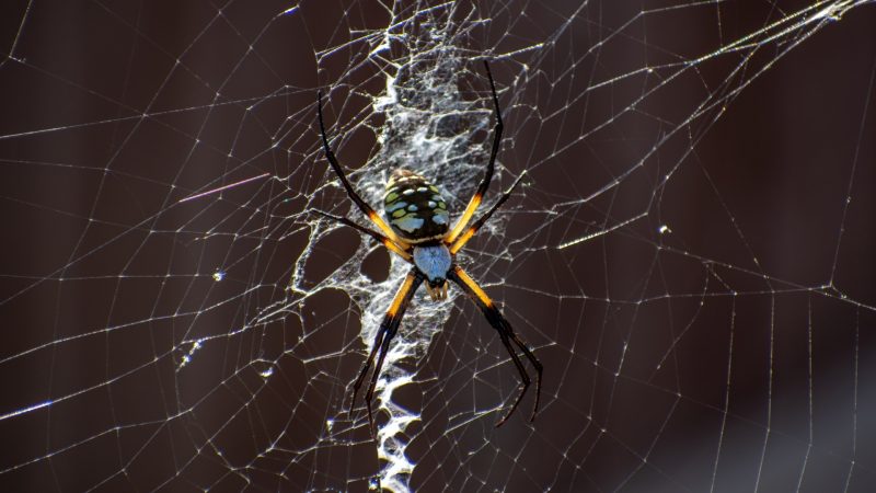 About Zipper Spiders’ Webs