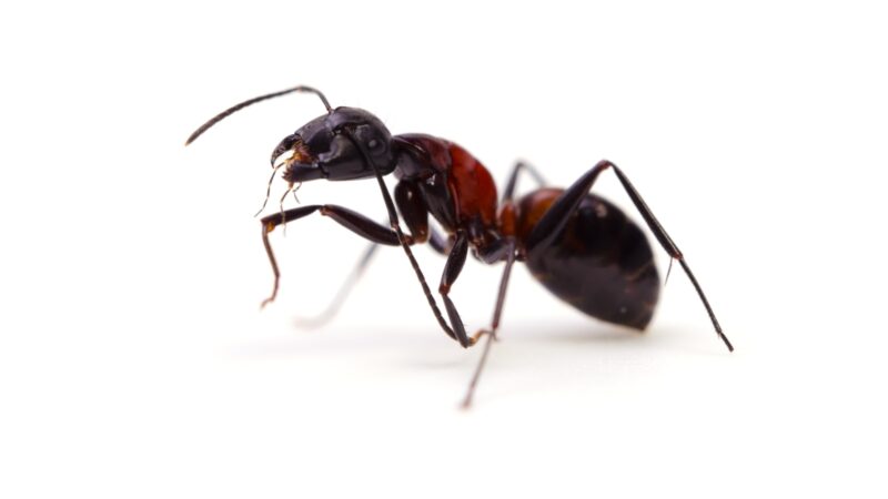 Are Ant Bites Itchy