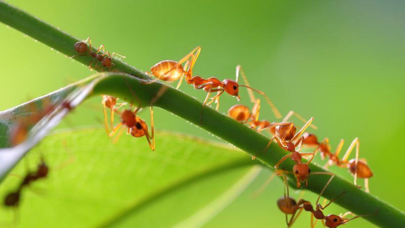 Are Ants Intelligent Species