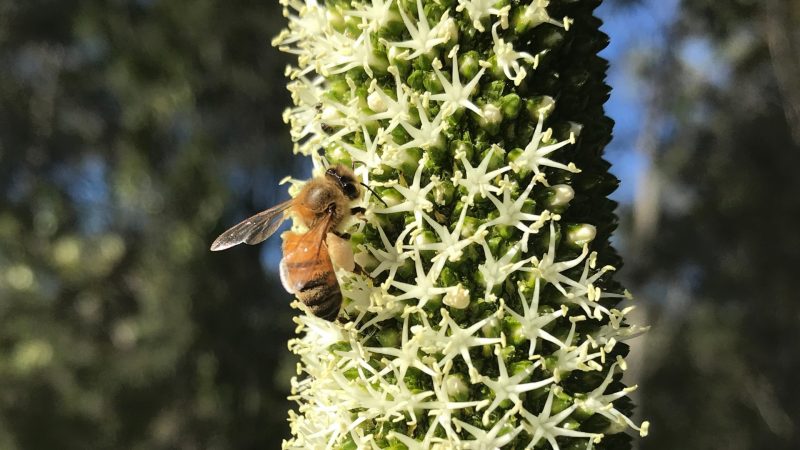 Are Ants Smarter Than Bees