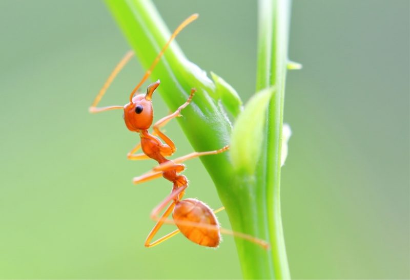 Are Ants the Smartest Insect