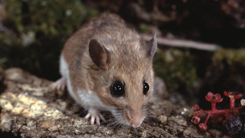 Are Deer Mice Common in Homes