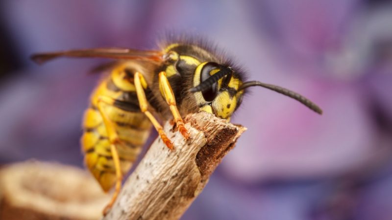  Son Abejas de tierra y Chaquetas amarillas lo mismo