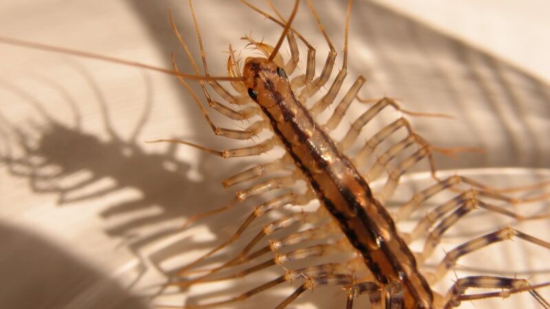 Are House Centipedes Dangerous