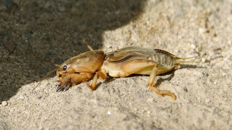 Are Mole Crickets Harmful To Dogs