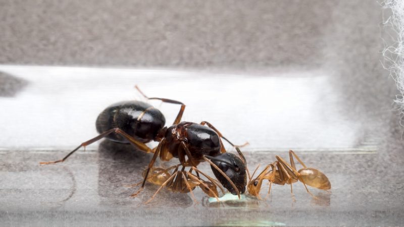 Are Queen Ants More Intelligent Than Workers