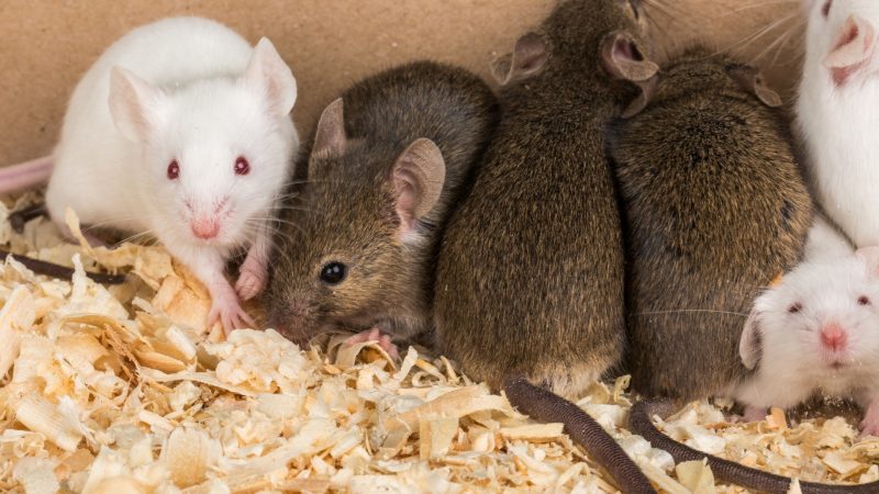 Are Rats and Mice Safe to Have Around Your House