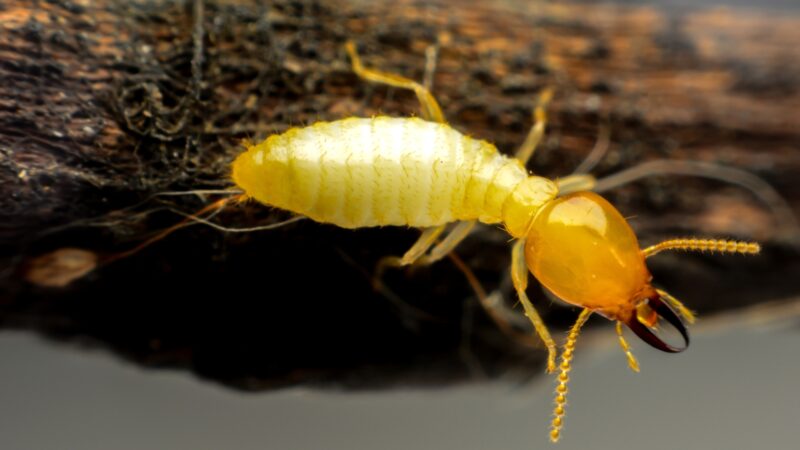 Are Termites Harmful to Humans?