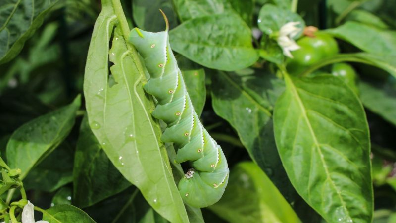 Are Tomato and Tobacco Hornworms the Same