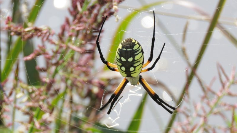 Are Zipper Spiders Aggressive
