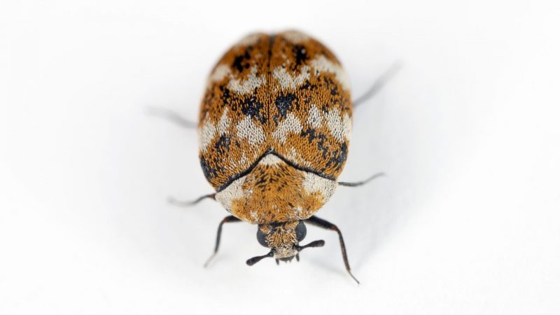 Can Carpet Beetles Damage Your Car