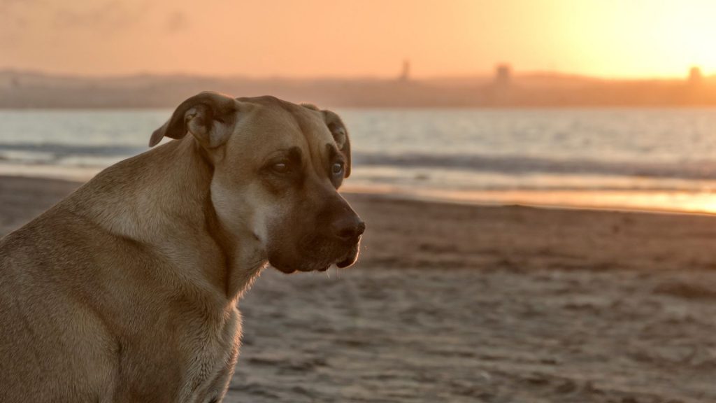 Can Dogs Get Sand Fleas