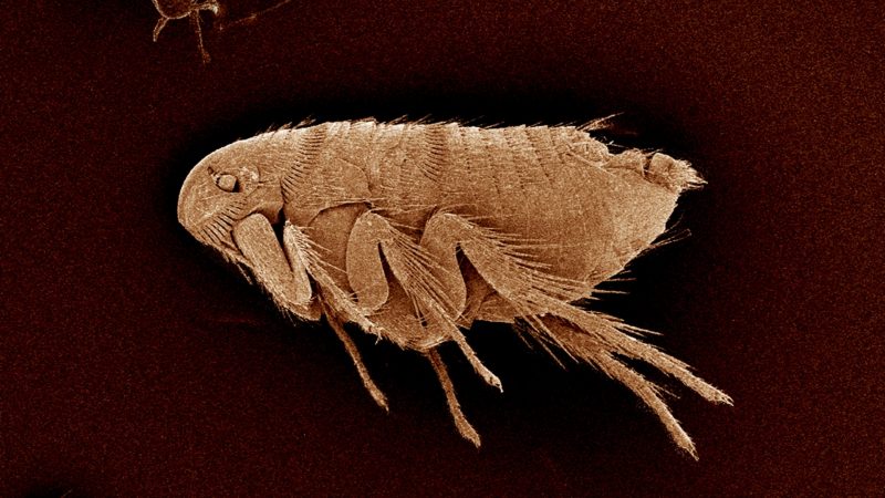 Can Fleas Have Wings