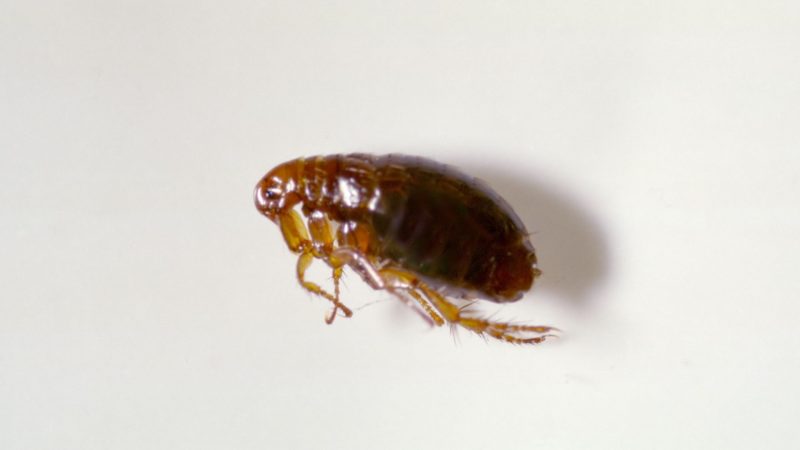 Can Fleas Survive Winter