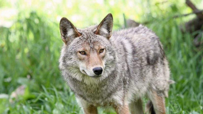 Can You Shoot a Coyote in Your Yard