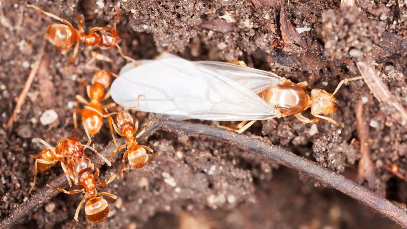 Can a Fire Ant Colony Survive Without a Queen