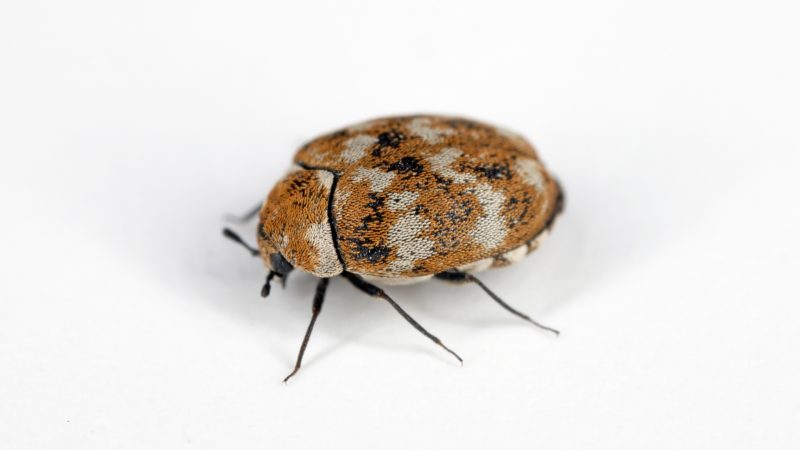 Carpet Beetles