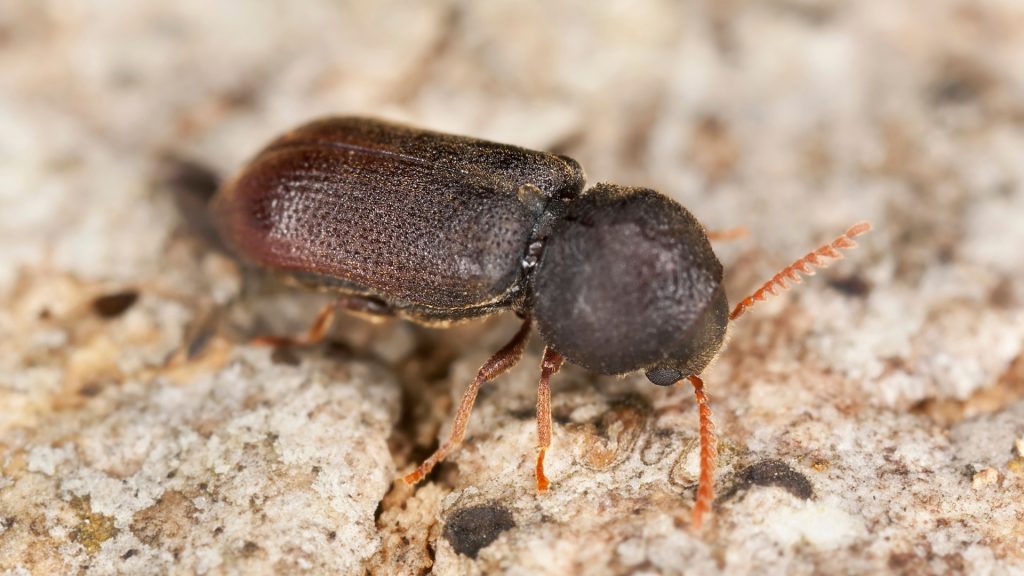 Cigarette beetles