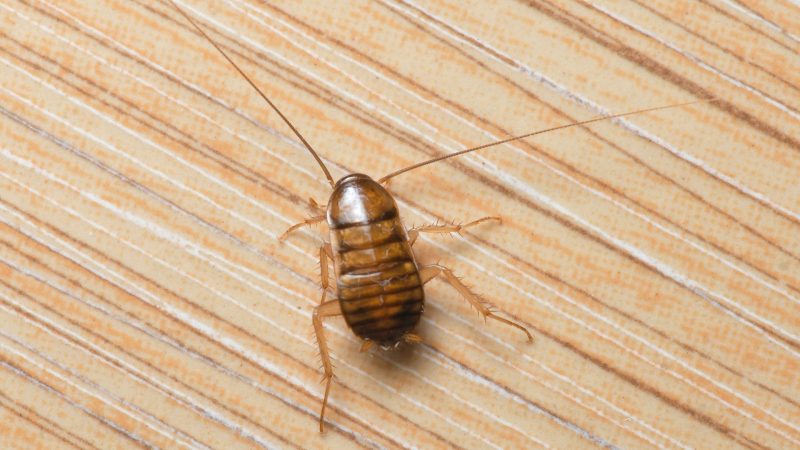 Cockroach Nymphs