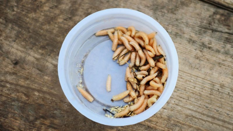 Common Types of White Worms That Can Be Found in the House