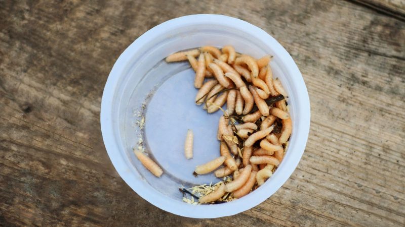 white worms in kitchen wall