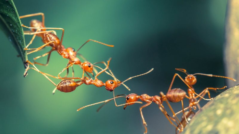Do Ants Cooperate and Exhibit Teamwork