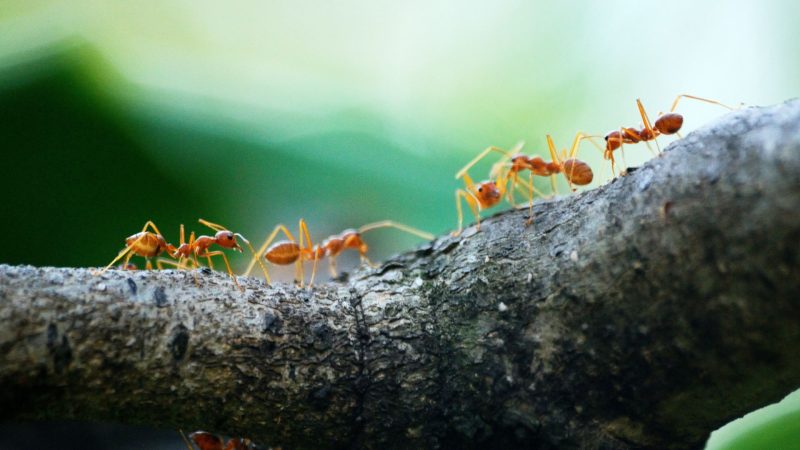 Do Ants Teach and Communicate