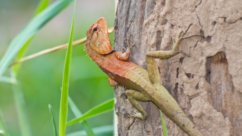 Do Backyard Lizards Bite