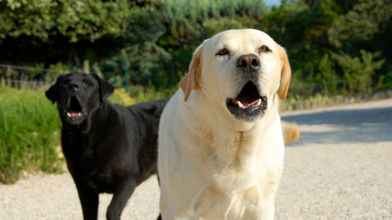 Do Barking Dogs Scare Coyotes