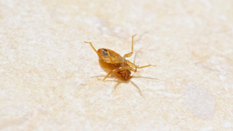 Do Bed Bug Traps Really Work