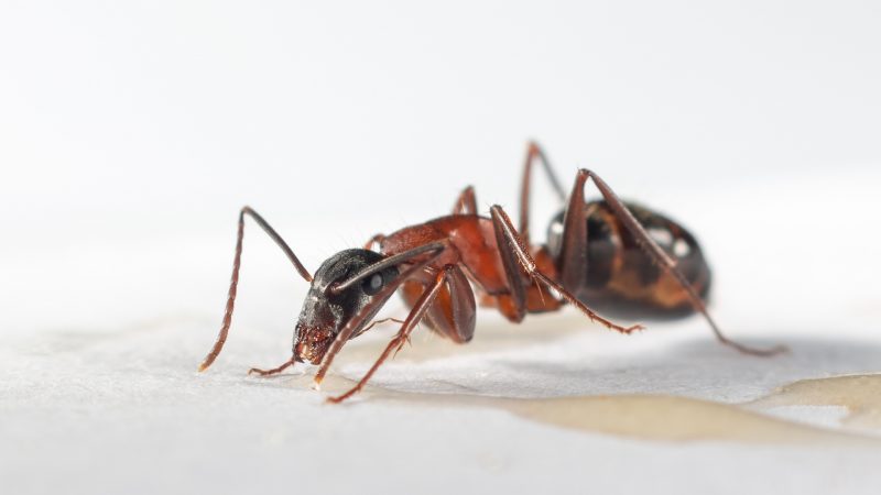 Do Black Carpenter Ants Bite