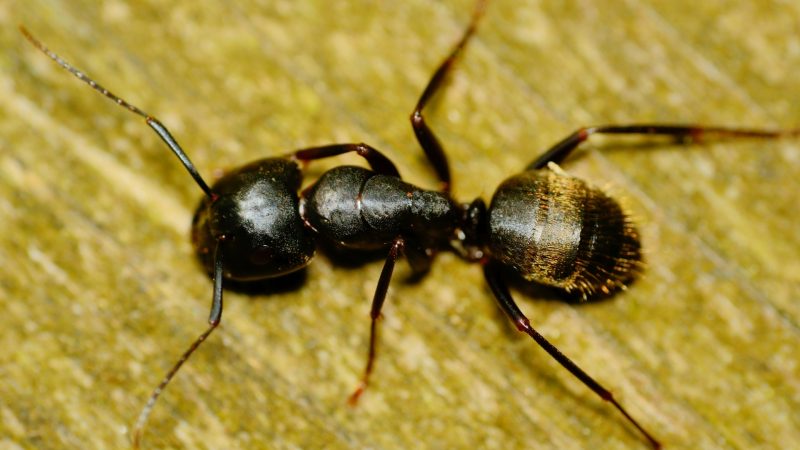 Do Carpenter Ants Bite or Sting