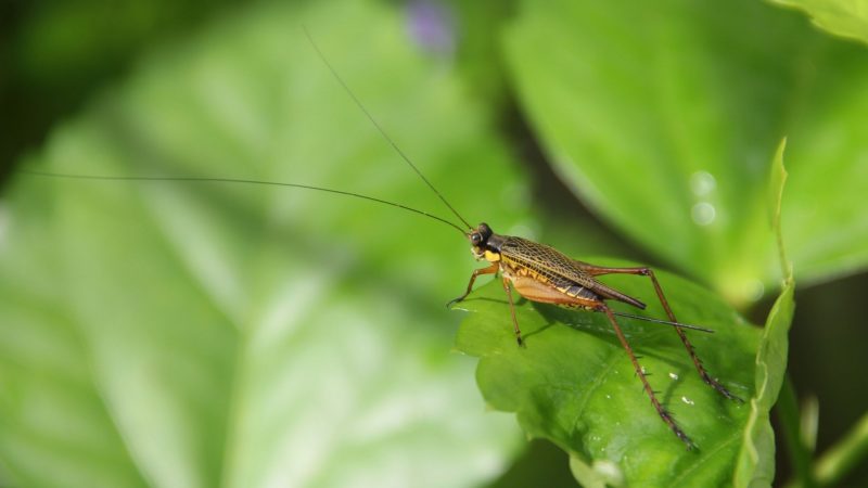 Do Crickets Eat Grasshoppers