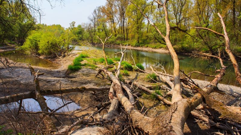 Do Dead Trees Attract Termites