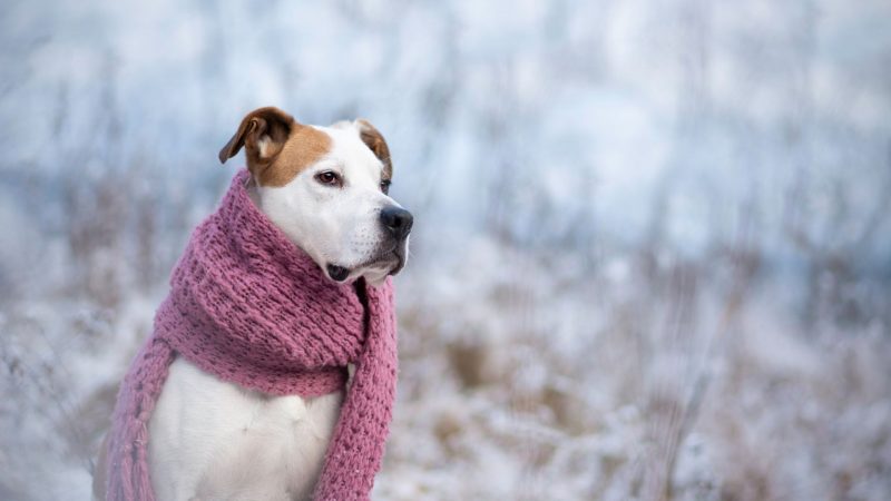 Do Dogs Get Fleas and Ticks in Winter