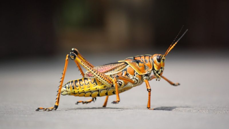 Do Grasshoppers Eat Crickets