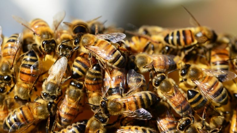 Las abejas melíferas Anidan en el suelo