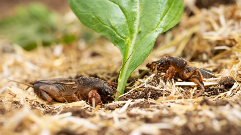 Do Mole Crickets Kill Grass