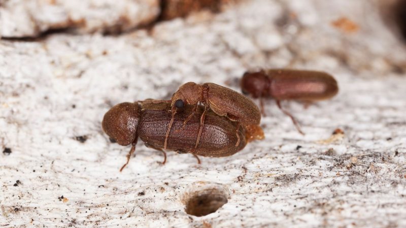 Do Powderpost Beetles Go Away on Their Own